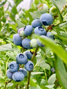 Bleeding Heart With Avocado And Blueberry Combo