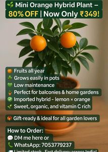 Mini Orange Plant  Only Cash ₹ 349