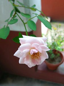 Pink Rose Plant