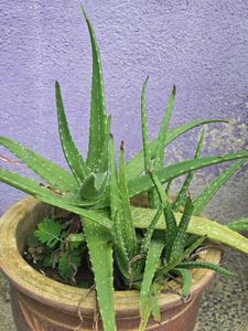 Young Aloe Vera Plant