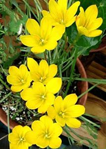 Beautiful Flowering plants seeds