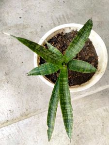 Snake Plant Variety Pack