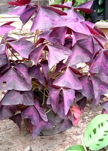 5 Types of Classy Plants