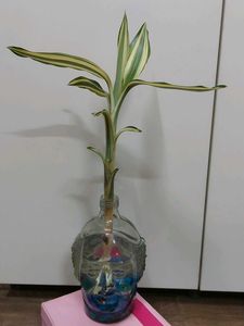 Bamboo With Roots