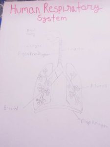 Human Respiratory System Diagram Handmade