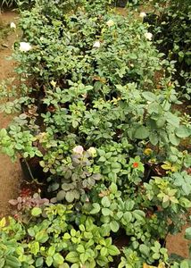 Rose Plants Available All Colours Have
