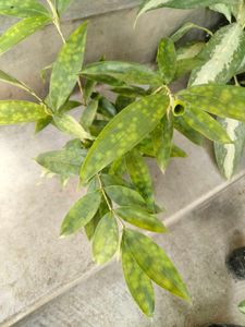 Indoor Plants Collection