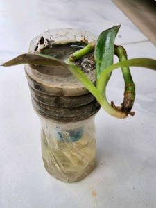 Self Watering Ornamental House Plant