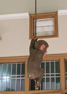 PolyResin Hanging Climbing Monkey with Jute Rope