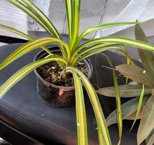 Set 2 Moses IN Cradle &amp; Pandanus veitchii Plant 🪴