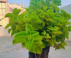 Mexican Mint Plant