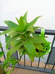 Live Basket Plant (Large, without pot)