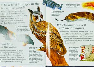Camels Have Hump/ I Wonder Why Children Book