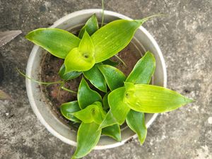 Basket Plant