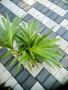 10 Live Root Plants