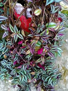 Purple-Green Wandering Jew (Tradescantia Zebrina)