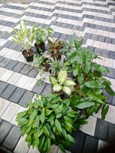 10 Live Root Plants