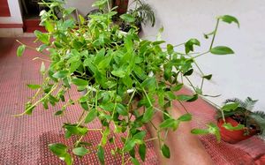 Pack 2 Turtle Vine &amp; Pandanus veitchii Plant 🌵