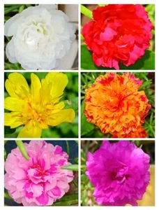 Colorful Assorted Portulaca Flowers- Mansoon Sale