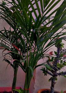 Areca Palm Plant