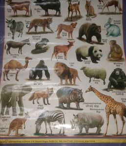 Combo Of 4 Hindi Varnmala Etc, Learning Chart