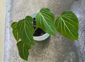 3 Healthy Caladiums Combo