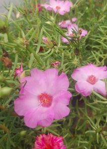 Miss 9 AM  , Portulaca, Purslene