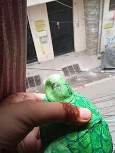 Clay Turtle