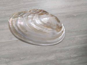 mother of pearl shell