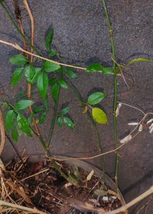 Night Queen Flower Plant Without Pot