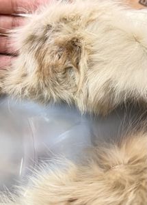 Premium Fur Trimmed Coat,2 Piece set