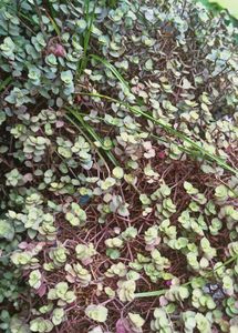 Callisia Repens &#39;Pink Panther&#39; Hanging Plant