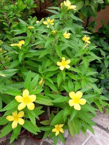 3 Turnera Ulmifolia (also known as Yellow Alder)