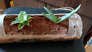 Baby Basket plant and Aloe vera pup