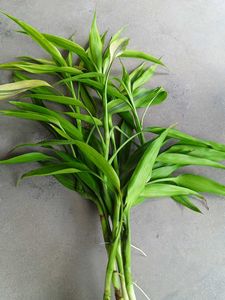 Lucky Bamboo Sticks with Roots