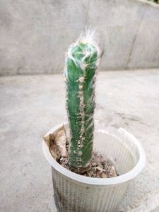Cactus And Secculents Combo