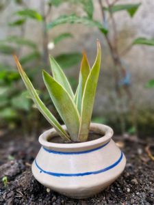 Mini Ceramic Potted Succulent