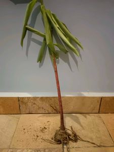 2 Insulin Plants With Bulbs