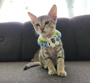 Crochet Tulip Cat Collar 🐈🌷