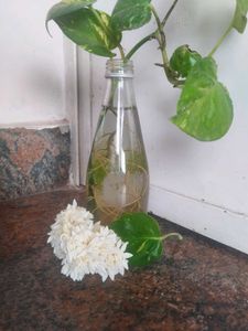Hair Band With Jasmine Flowerd