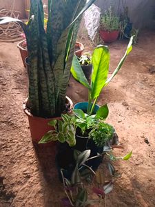 Indoor And Outdoor Plants