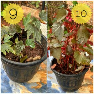 You Can Select 10 Live Root Plants