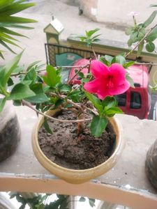 Dark Pink Healthy Hibiscus Flower Plant