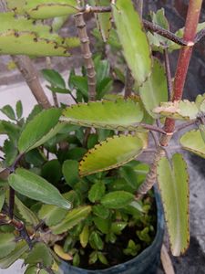 Patharchurn Plant