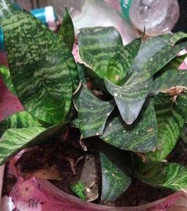 Dwarf Snake Plant (1 plant)