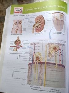 Objective NCERT Biology Class XI + XII