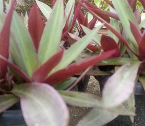 Rio Plant