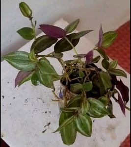 Tradescantia zebrina plant