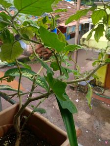 Plant Desi