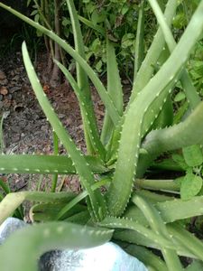 Aloe Vera Plant